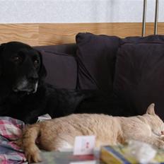 Labrador retriever Rofus