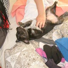 Blanding af racer Mynte