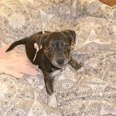 Blanding af racer Mynte