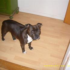 Staffordshire bull terrier Freja