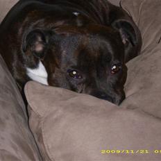 Staffordshire bull terrier Freja