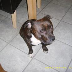 Staffordshire bull terrier Freja