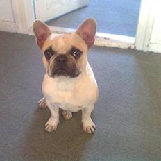 Fransk bulldog Chili