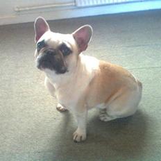 Fransk bulldog Chili