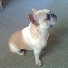 Fransk bulldog Chili