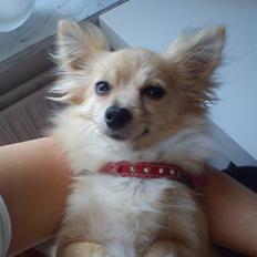 Blanding af racer Chili