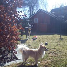 Blanding af racer Chili