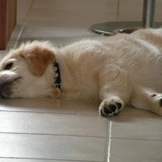 Golden retriever Teddy *Savlegøj*