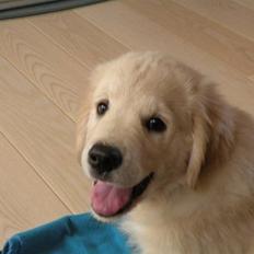 Golden retriever Teddy *Savlegøj*