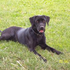 Labrador retriever Mille