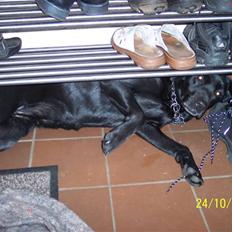 Labrador retriever Mille