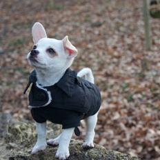 Chihuahua Caleb **SOLGT**