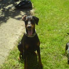 Dobermann Sanguesa Raja  *R.I.P.*