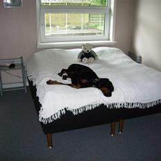 Dobermann Sanguesa Raja  *R.I.P.*