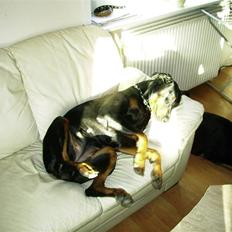 Dobermann Sanguesa Raja  *R.I.P.*