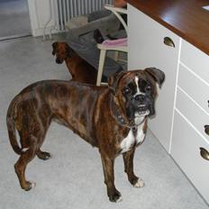 Boxer Beckie