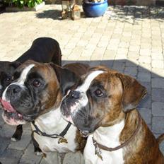 Boxer Beckie