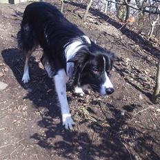 Border collie READY