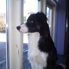 Border collie READY