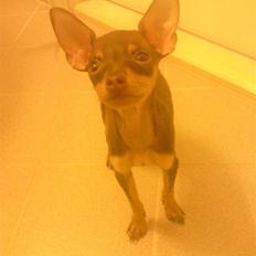 Prazsky krysarik Charlie