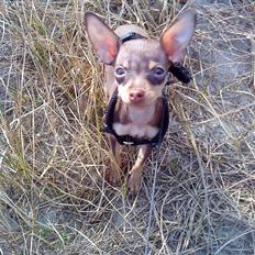 Prazsky krysarik Charlie