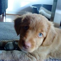 Nova scotia duck tolling retriever Ronja