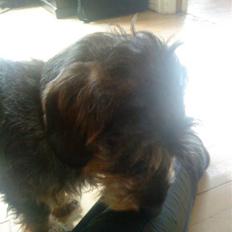 Gravhund Albert (knaldeballe)