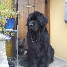 Newfoundlænder Mickey