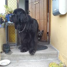 Newfoundlænder Mickey