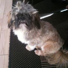 Shih tzu Kismo