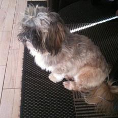Shih tzu Kismo
