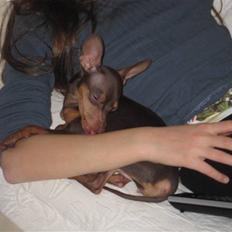 Prazsky krysarik Missy