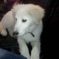 Golden retriever Zimba