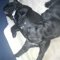 Fransk bulldog Carlos