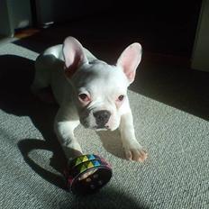 Fransk bulldog Muffi 