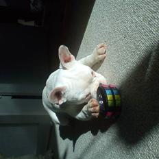 Fransk bulldog Muffi 