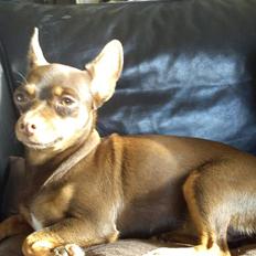 Blanding af racer Choko