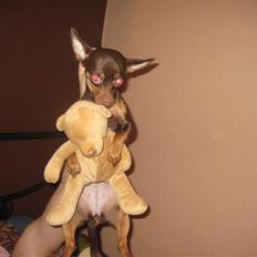 Blanding af racer Choko