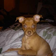 Blanding af racer Kara