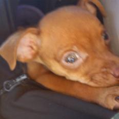 Blanding af racer Kara