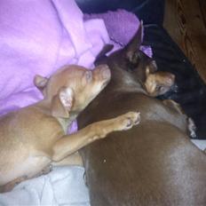 Blanding af racer Kara