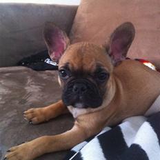 Fransk bulldog Zuka (Himmelhund)