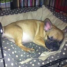 Fransk bulldog Zuka (Himmelhund)