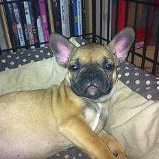 Fransk bulldog Zuka (Himmelhund)