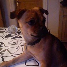 Blanding af racer Aya