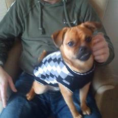 Blanding af racer Aya