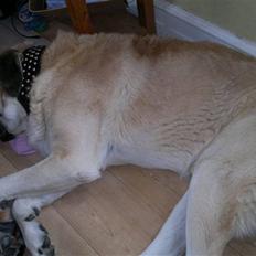 Mastin español Paplo