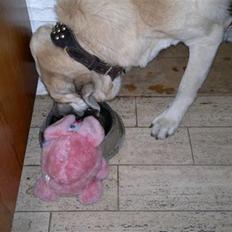 Mastin español Paplo