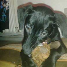 Blanding af racer zika