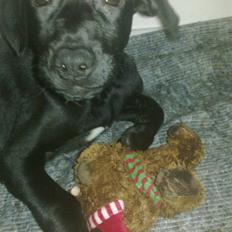 Blanding af racer zika